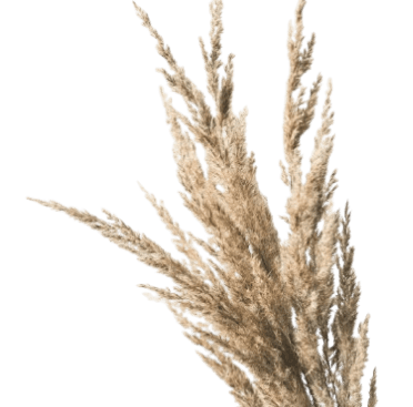 wheat