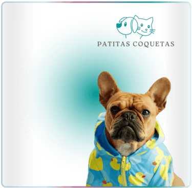 Bulldog francés con un impermeable azul con patitos amarillos de la tienda Patitas Coquetas.
