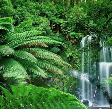 Imagen de selva tropical