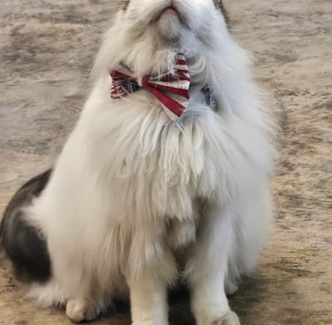 I love my Bow Tie from Wiskers, wings and wild things