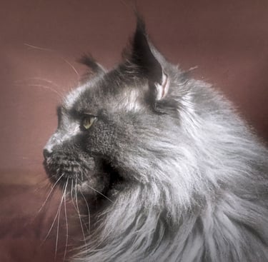 Side profile of a majestic grey Maine Coon cat with long fur and tufted ears.