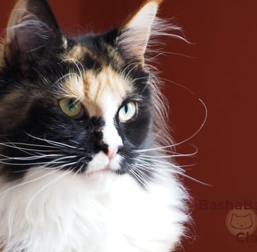 fraise PP polydactyle au caractere chat chien