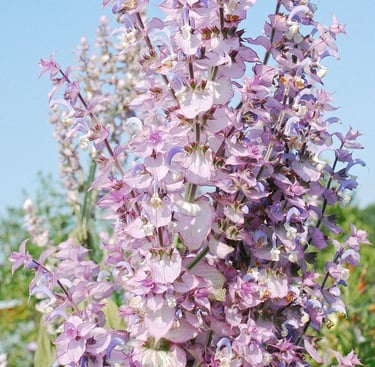 Huile essentielle Palmarosa