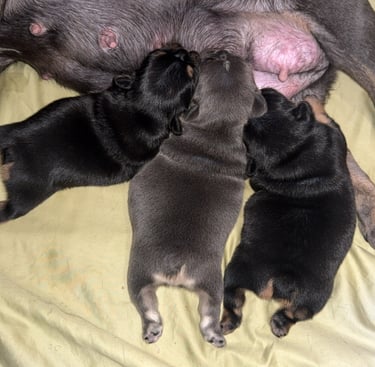 Three newborn French Bulldog puppies nursing from their mother on a soft tan blanket.