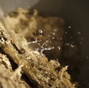 Water being poured onto sphagnum moss