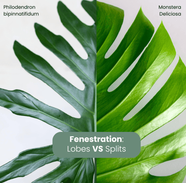 Guide to fenestrated leaves: splits vs lobes