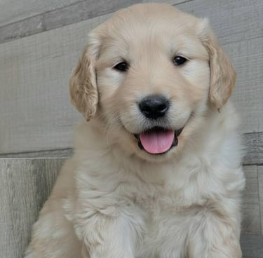 golden retirever happy