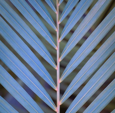 Vibrant shot of a plant in shades of purple and blue.