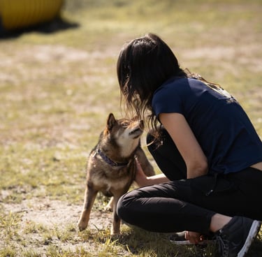 éducatrice canine spécialisée en agility, école du chiot et soins coopératifs en gironde