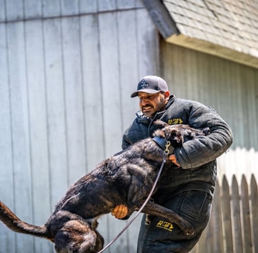 Protection dog bite training - Dynamic K9 tampa canine training services