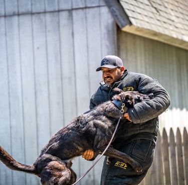 Protection dog bite training - Dynamic K9 tampa canine training services