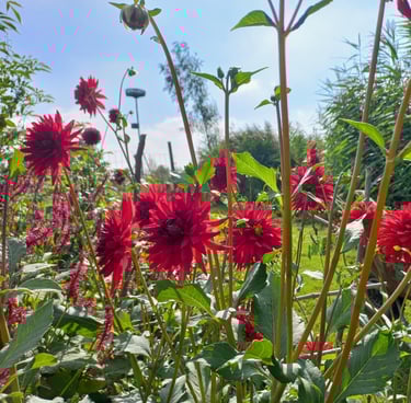 Rode bloemen in de bloementuin van hortus populus