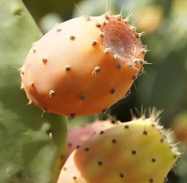 Cactus fruit and extract used in beauty treatments to hydrate skin and boost collagen.