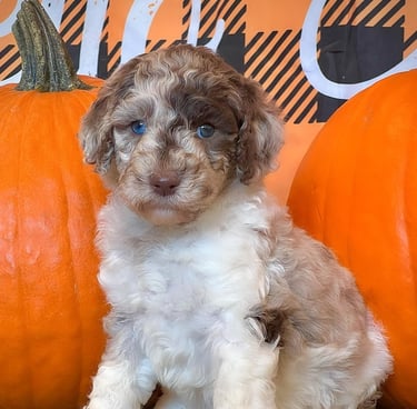 caniche royal pour adoption