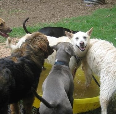 Dogs playing outside at dog daycare
