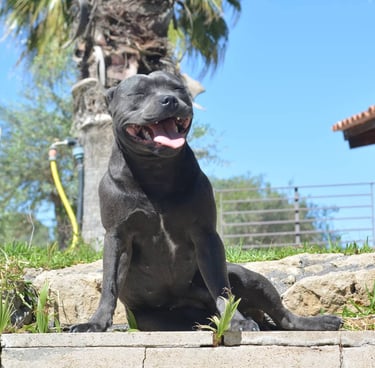 staffordshire bull terrier staffy blu