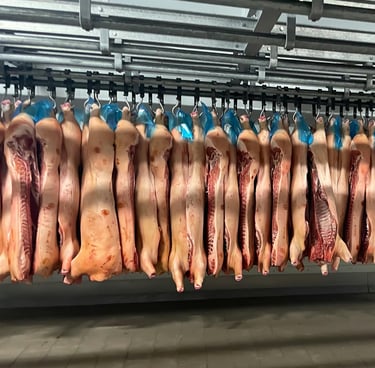 câmara com carcaça de porco