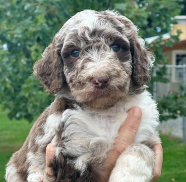 caniche royal brown and white