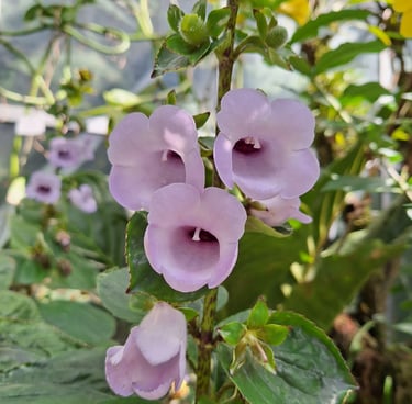 our rebloomed flowers after deadheading