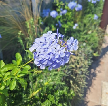 one light blue Cape Plumbago flower stem