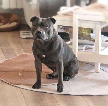 staffordshire bull terrier blu giovane campione italiano