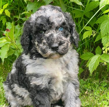 caniche royal blue eye