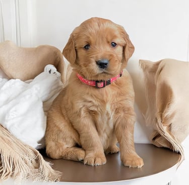 golden retriever pupies