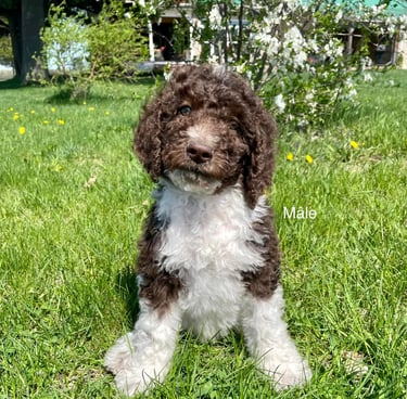 caniche royal chiot à vendre