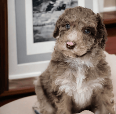 caniche royal chiots brun