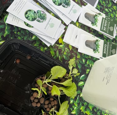 Lettuce seedlings in a tray and brochures on a table