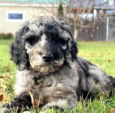 caniche royal brun et blanc chiot