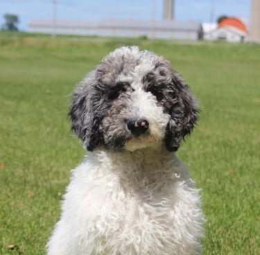 aussie doodle gray and black