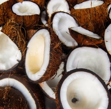 Coconut - WEARE OCEAN EXPORT