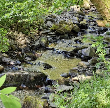 a stream running through a lush green forest at teifi meadows