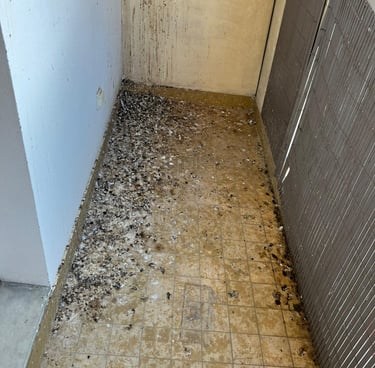 Avant / Après : nettoyage et désinfection totale des fientes de pigeon Arenthon
