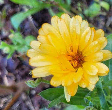 calendulas soucis oranges