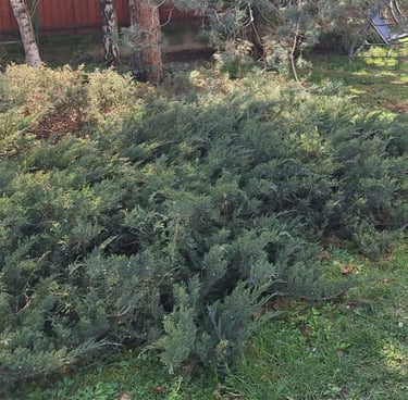 a Juniper border layout