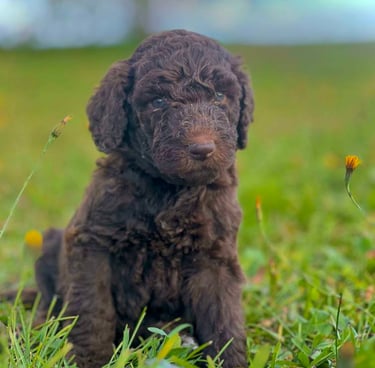 caniche royal brun mignon