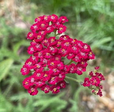 clusters of red Common Yarrow flowers