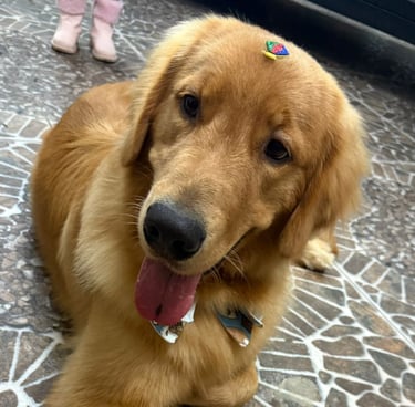 Golden Simba deitado