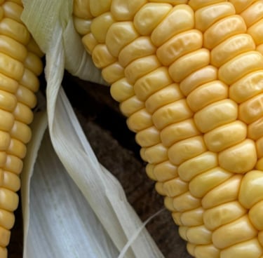 GOLDEN BANTAM HEIRLOOM SWEETCORN | Dating from 1902