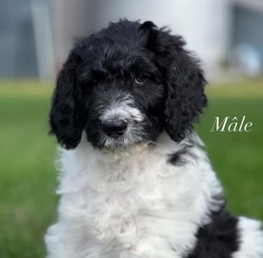 aussie doodle black and white