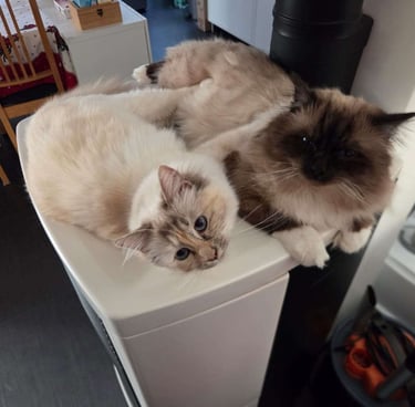 Yuki et Sora - Sacré de Birmanie