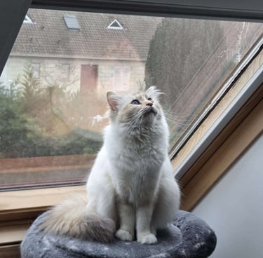 Yuki - Sacré de Birmanie Blue Tortie Tabby Point