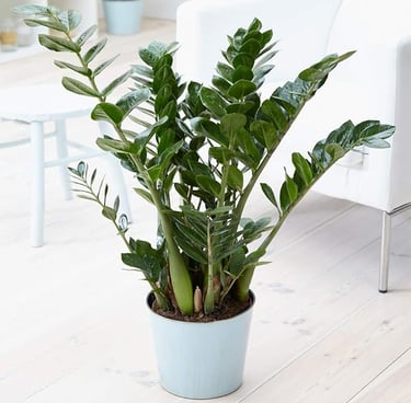  Zamioculca Zamiifolia Plant