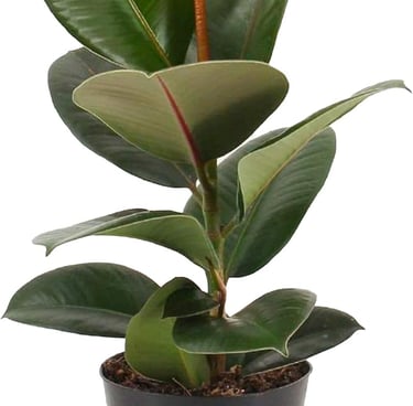 Ficus Robusta - Rubber Plant