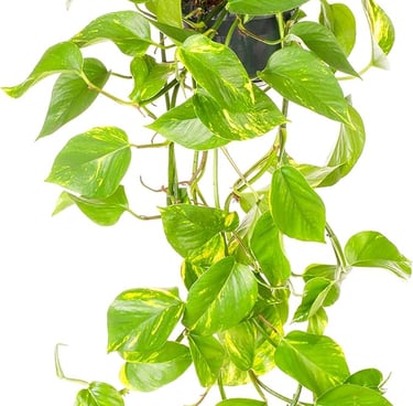 Pothos Plants