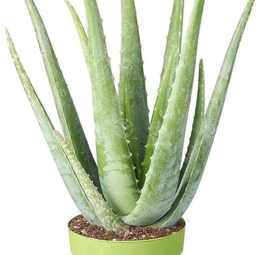 Aloe Vera Plant
