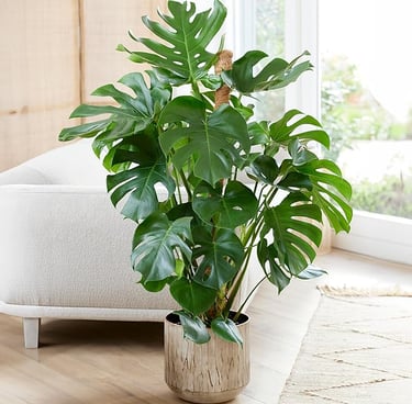Monstera Swiss Cheese Plant