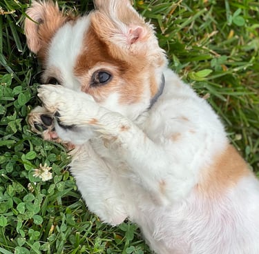 a dog is playing with a toy in the grass